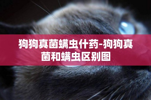 狗狗真菌螨蟲什藥-狗狗真菌和螨蟲區別圖