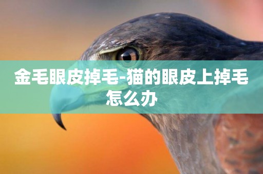 金毛眼皮掉毛-貓的眼皮上掉毛怎么辦