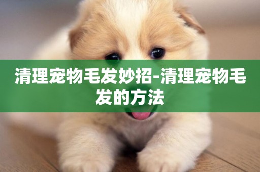 清理寵物毛發妙招-清理寵物毛發的方法