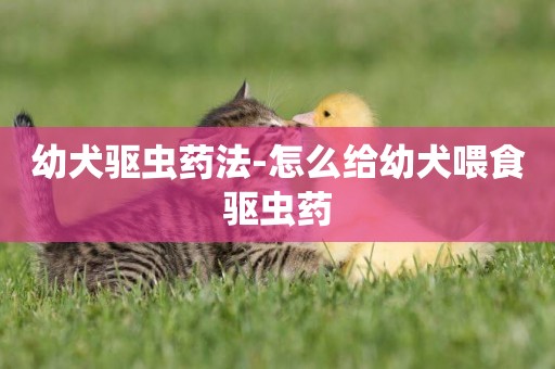 幼犬驅蟲藥法-怎么給幼犬喂食驅蟲藥