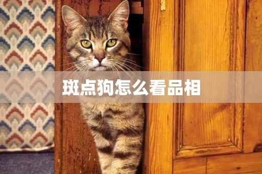 斑點狗怎么看品相