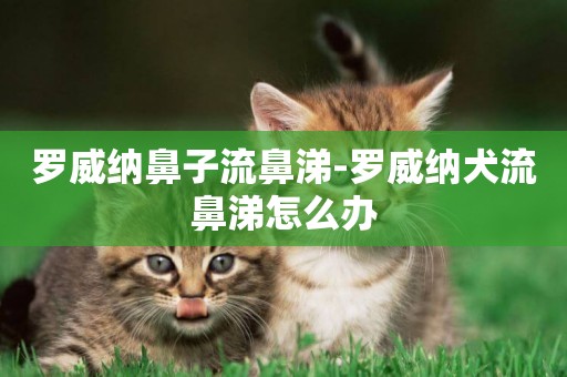 羅威納鼻子流鼻涕-羅威納犬流鼻涕怎么辦