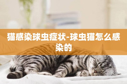 貓感染球蟲癥狀-球蟲貓怎么感染的