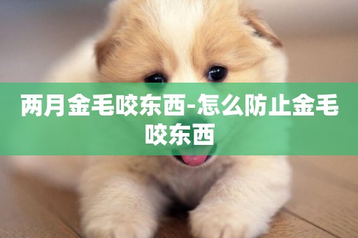 兩月金毛咬東西-怎么防止金毛咬東西