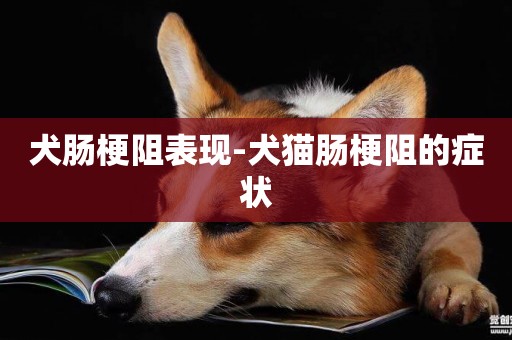犬腸梗阻表現-犬貓腸梗阻的癥狀
