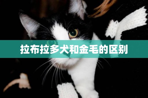 拉布拉多犬和金毛的區別