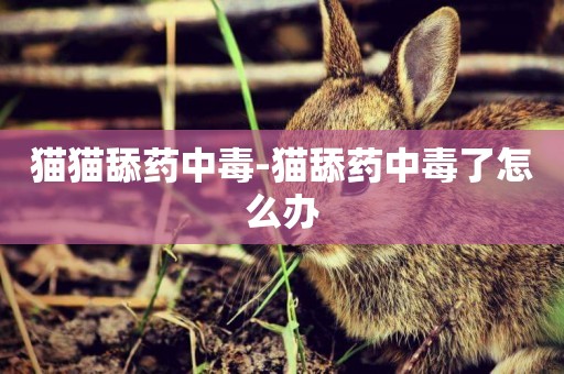 貓貓舔藥中毒-貓舔藥中毒了怎么辦