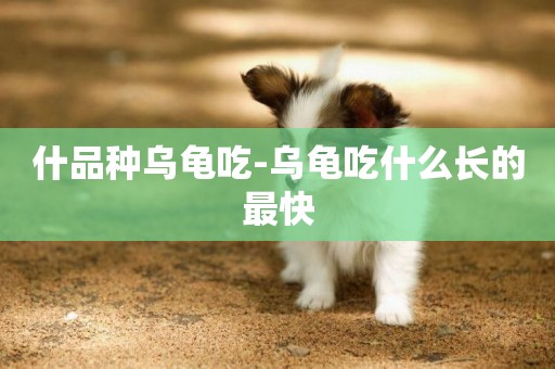 什品種烏龜吃-烏龜吃什么長的最快