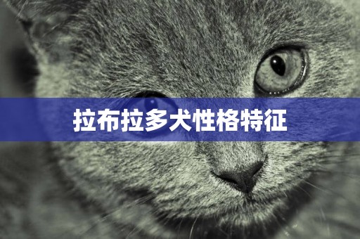 拉布拉多犬性格特征
