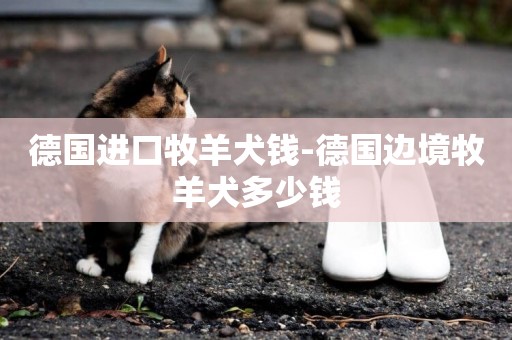 德國進口牧羊犬錢-德國邊境牧羊犬多少錢