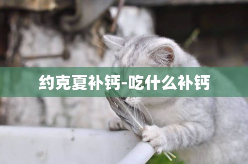 約克夏補鈣-吃什么補鈣