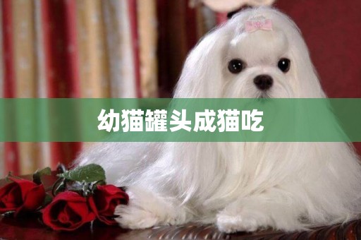 幼貓罐頭成貓吃