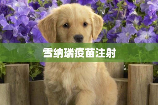 雪納瑞疫苗注射