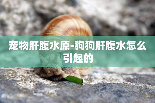 寵物肝腹水原-狗狗肝腹水怎么引起的