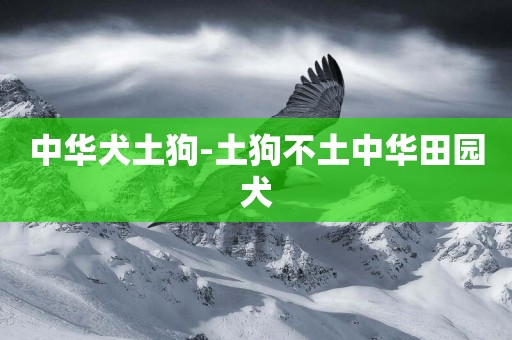中華犬土狗-土狗不土中華田園犬