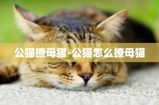 公貓撩母貓-公貓怎么撩母貓