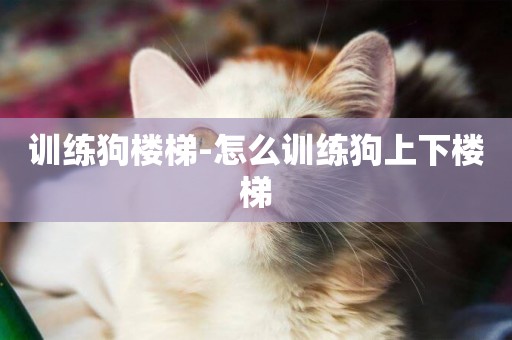 訓練狗樓梯-怎么訓練狗上下樓梯