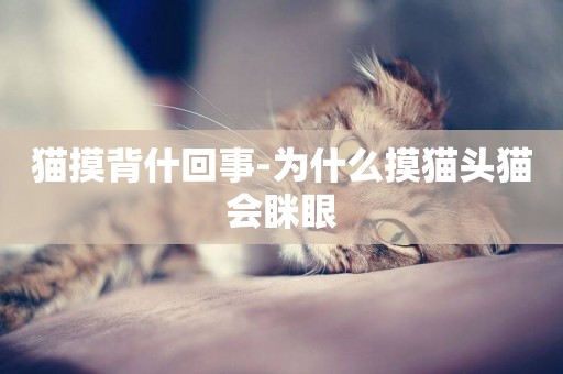 貓摸背什回事-為什么摸貓頭貓會瞇眼