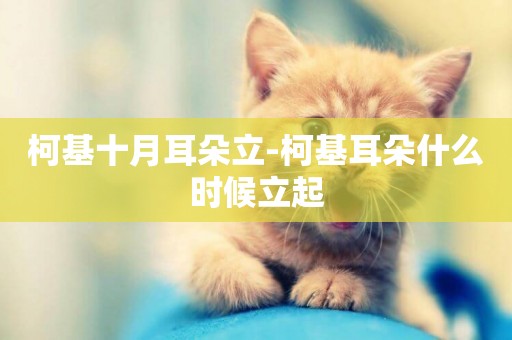 柯基十月耳朵立-柯基耳朵什么時候立起