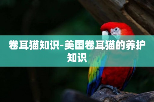卷耳貓知識-美國卷耳貓的養護知識