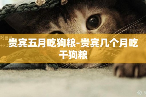 貴賓五月吃狗糧-貴賓幾個月吃干狗糧