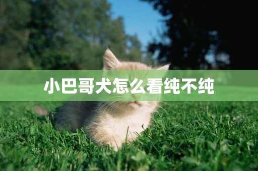 小巴哥犬怎么看純不純