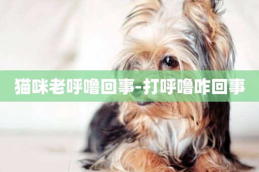 貓咪老呼嚕回事-打呼嚕咋回事