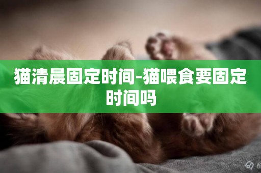 貓清晨固定時間-貓喂食要固定時間嗎