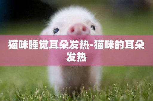貓咪睡覺耳朵發熱-貓咪的耳朵發熱