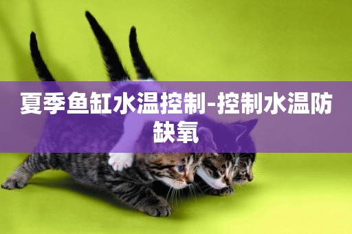 夏季魚缸水溫控制-控制水溫防缺氧