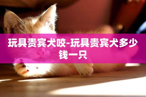 玩具貴賓犬咬-玩具貴賓犬多少錢一只
