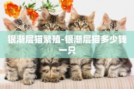 銀漸層貓繁殖-銀漸層貓多少錢一只