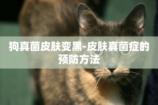 狗真菌皮膚變黑-皮膚真菌癥的預防方法