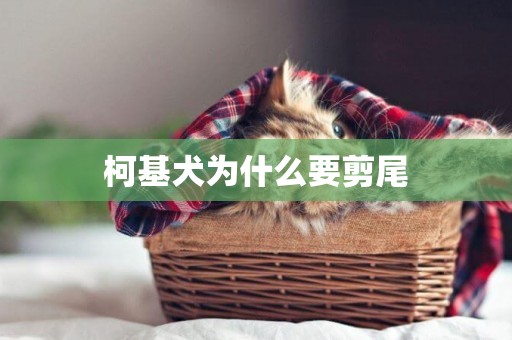 柯基犬為什么要剪尾
