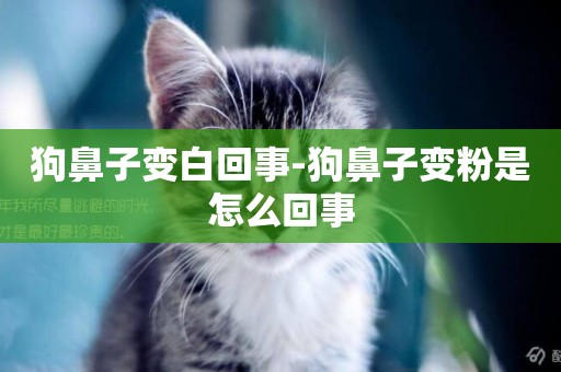狗鼻子變白回事-狗鼻子變粉是怎么回事