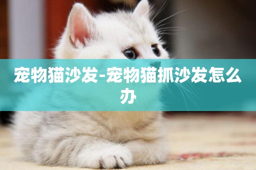 寵物貓沙發-寵物貓抓沙發怎么辦