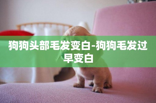 狗狗頭部毛發變白-狗狗毛發過早變白