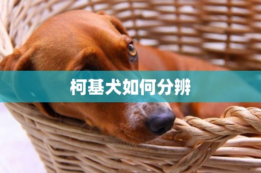 柯基犬如何分辨