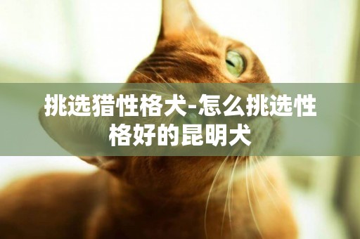 挑選獵性格犬-怎么挑選性格好的昆明犬
