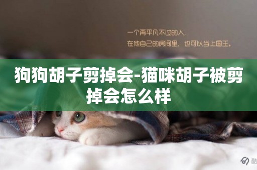 狗狗胡子剪掉會-貓咪胡子被剪掉會怎么樣