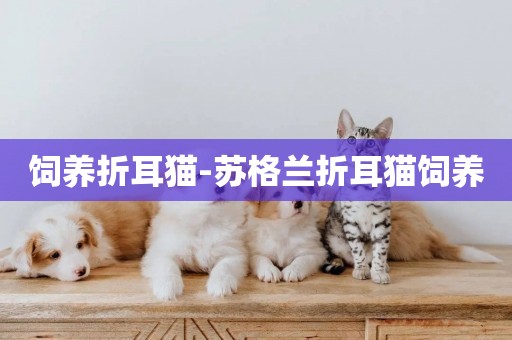 飼養折耳貓-蘇格蘭折耳貓飼養