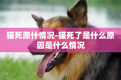 貓死原什情況-貓死了是什么原因是什么情況