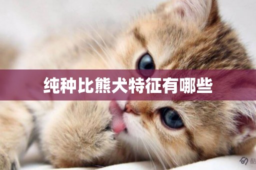 純種比熊犬特征有哪些