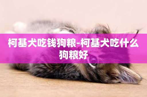 柯基犬吃錢狗糧-柯基犬吃什么狗糧好