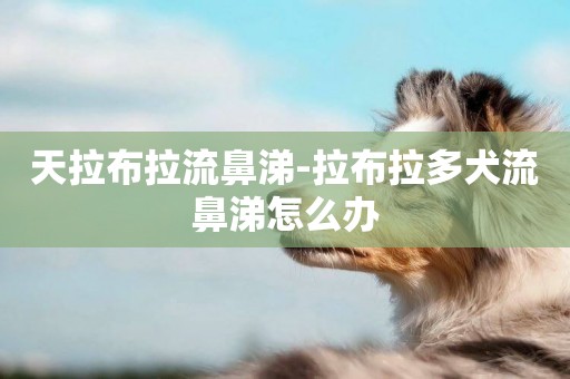 天拉布拉流鼻涕-拉布拉多犬流鼻涕怎么辦