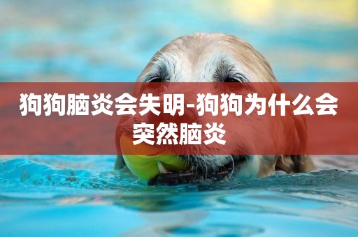 狗狗腦炎會失明-狗狗為什么會突然腦炎