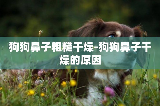 狗狗鼻子粗糙干燥-狗狗鼻子干燥的原因