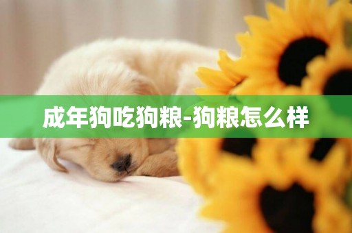 成年狗吃狗糧-狗糧怎么樣