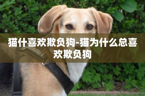 貓什喜歡欺負狗-貓為什么總喜歡欺負狗