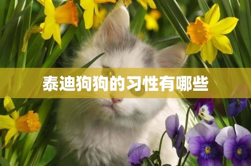 泰迪狗狗的習性有哪些